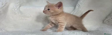 Ginger 2