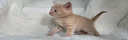British Shorthair cats for sale: MIXED British Shorthair - Advert 22