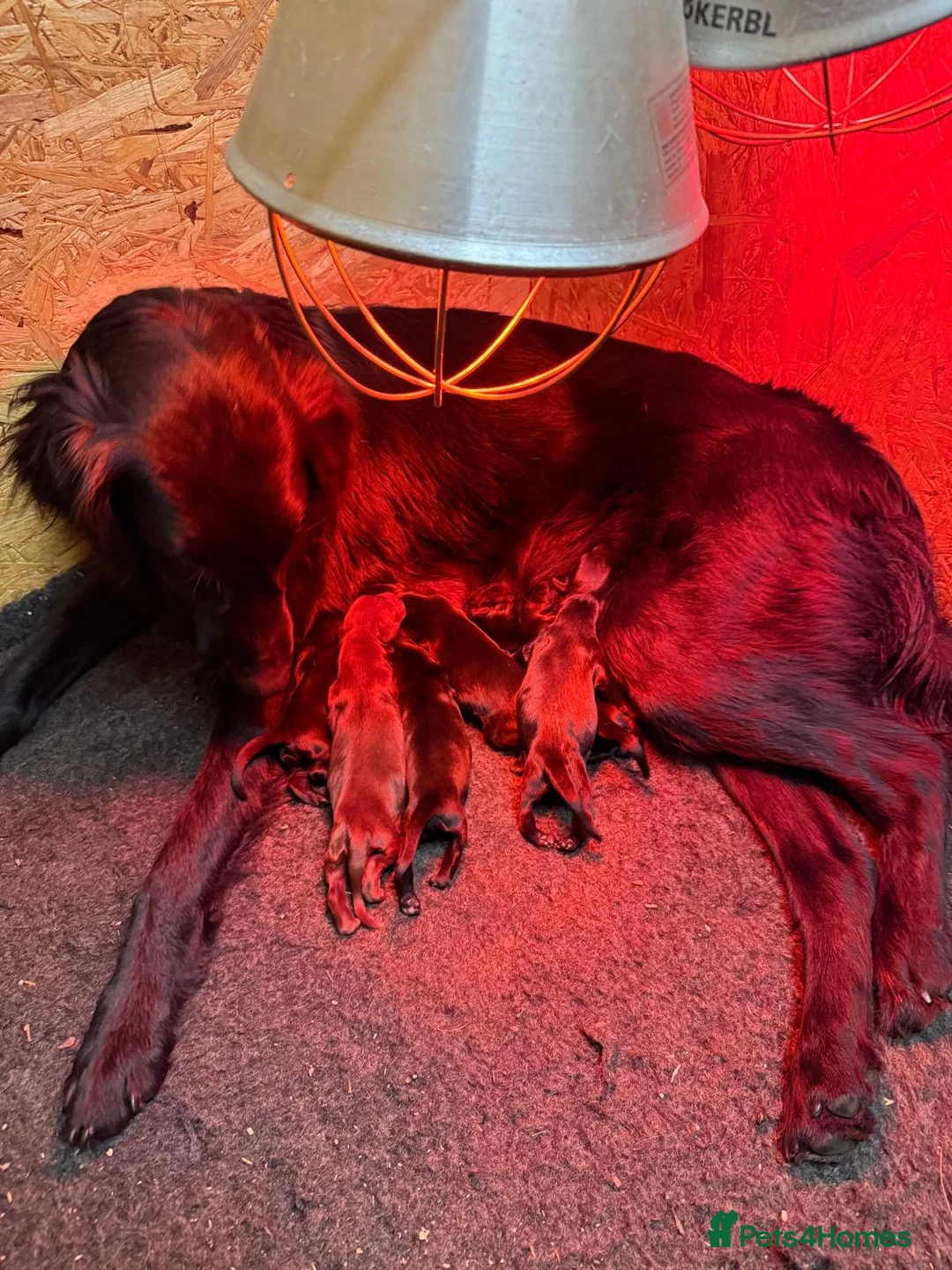 Flat coated Retriever dogs for sale: KC Flat Coated Retriever puppies  - Advert 2