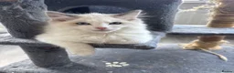 Ragdoll cats for sale: REDUCED !!Stunning Pedigree Bi coloured Ragdolls  - Advert 1
