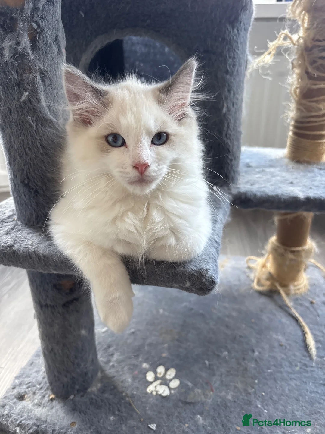 Ragdoll cats for sale: REDUCED !!Stunning Pedigree Bi coloured Ragdolls  - Advert 1