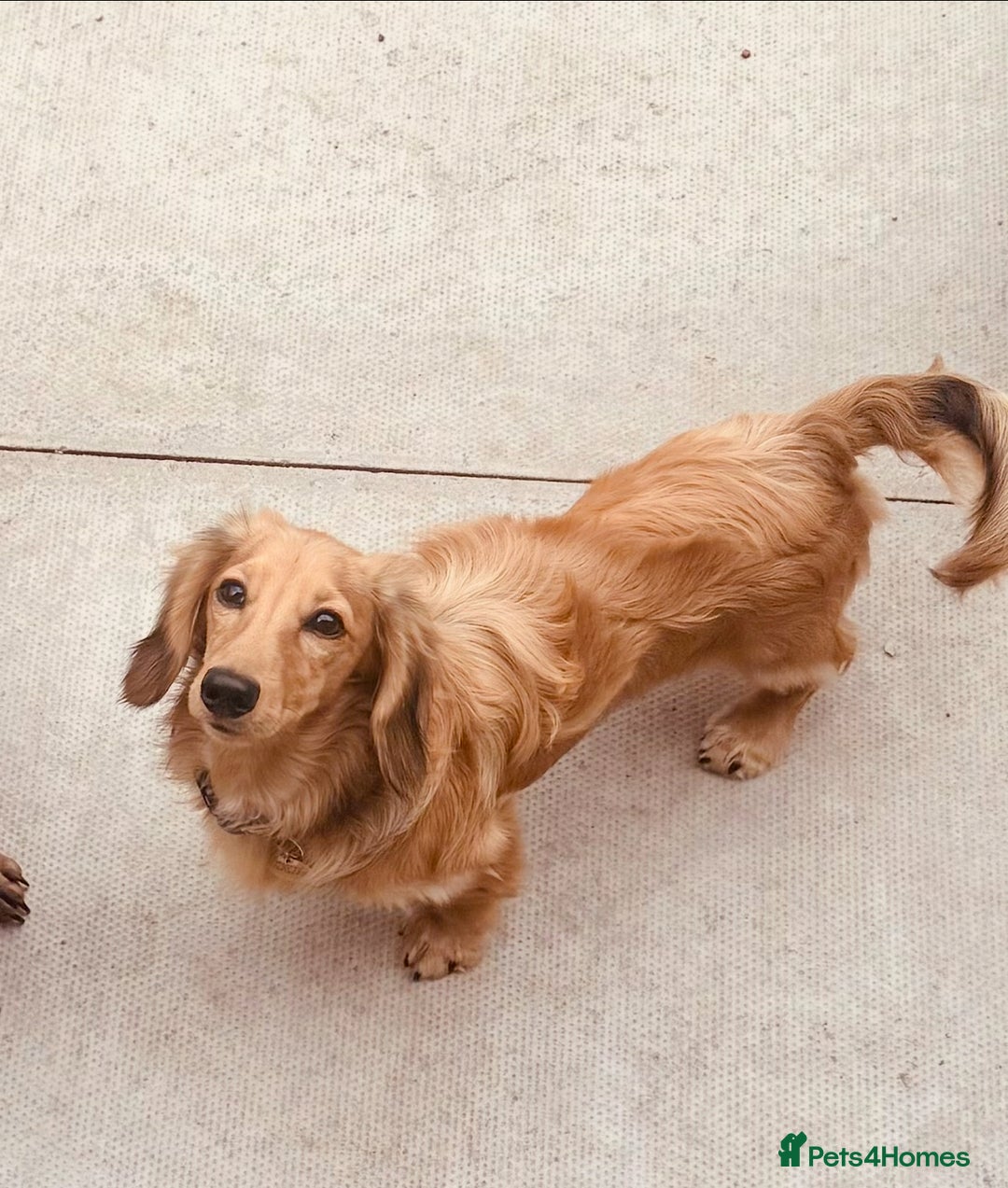 Miniature Dachshund dogs for sale: Miniature dachshund puppies due 8th Jan - Advert 2