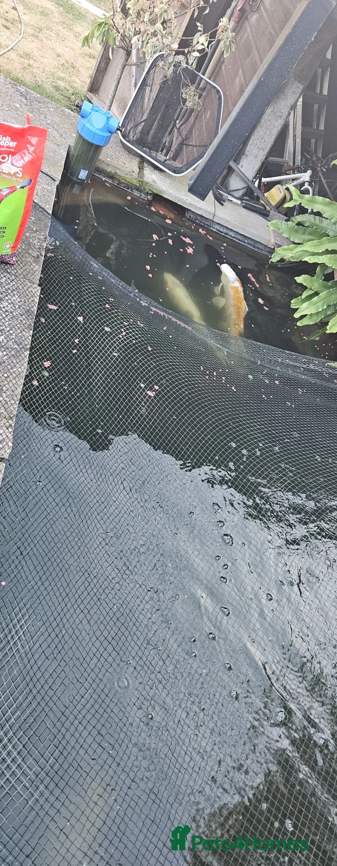 Koi Carp fish for sale: koi for sale in Potters Bar - Advert 2