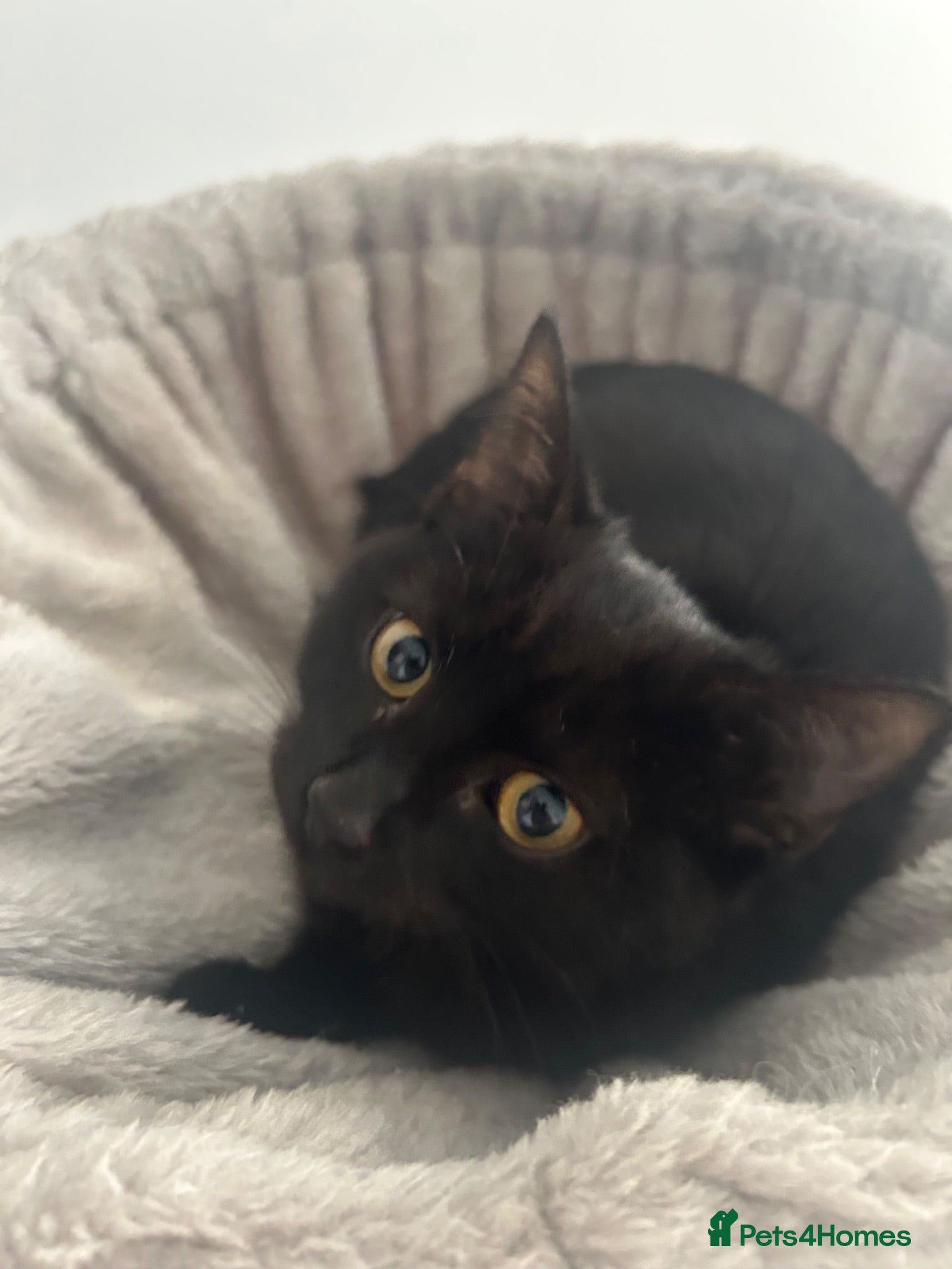 Mixed Breed cats BSH X Beautiful little girl- 12 weeks old - Advert 1