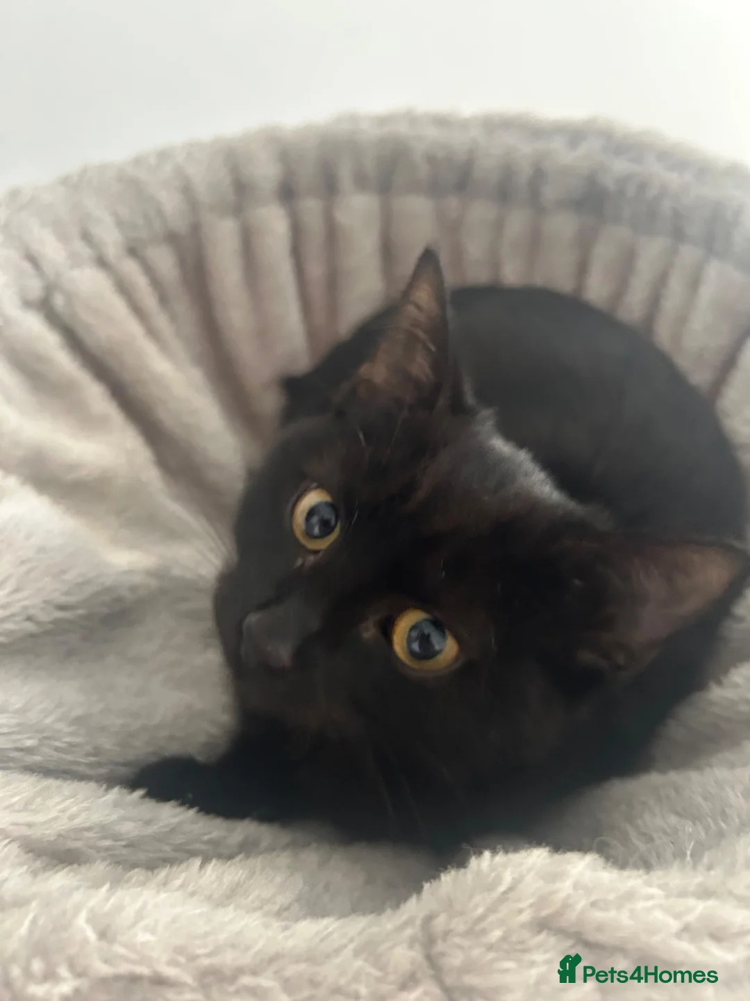 Mixed Breed cats for sale: BSH X Beautiful little girl- 12 weeks old - Advert 1