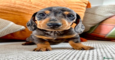 Dachshund dogs - Advert 7