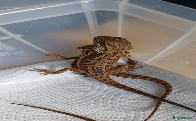 Bearded Dragon reptiles - Advert 9