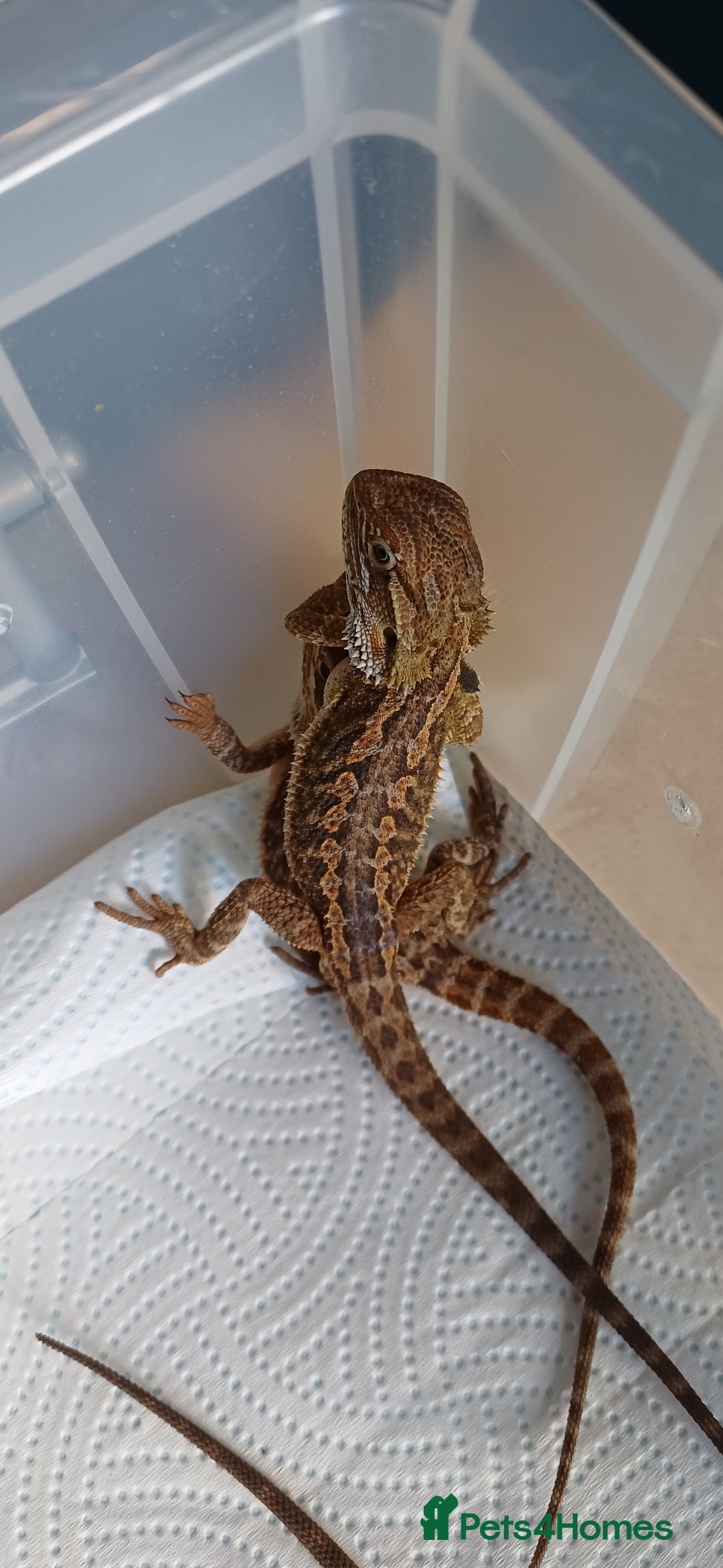 Bearded Dragon reptiles for sale: Baby bearded dragons  - Image 1