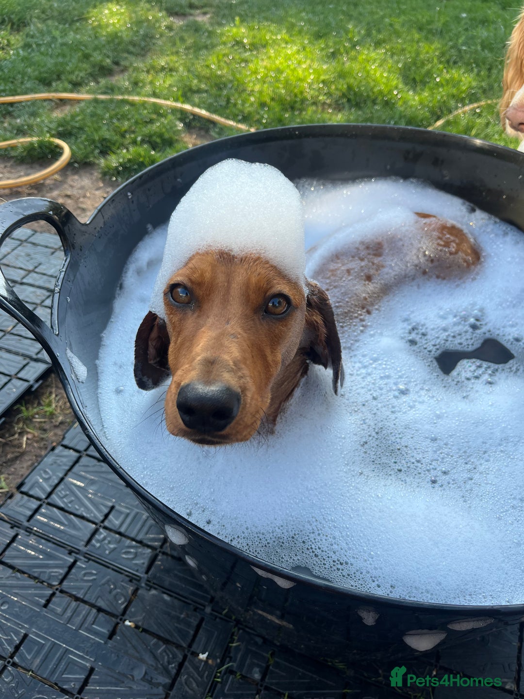 Dachshund dogs for sale: Dachshund Pups need new home - Image 2