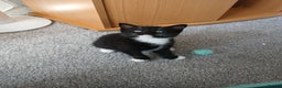 Mixed Breed cats for sale: Kittens ** 1 left ** - Advert 8