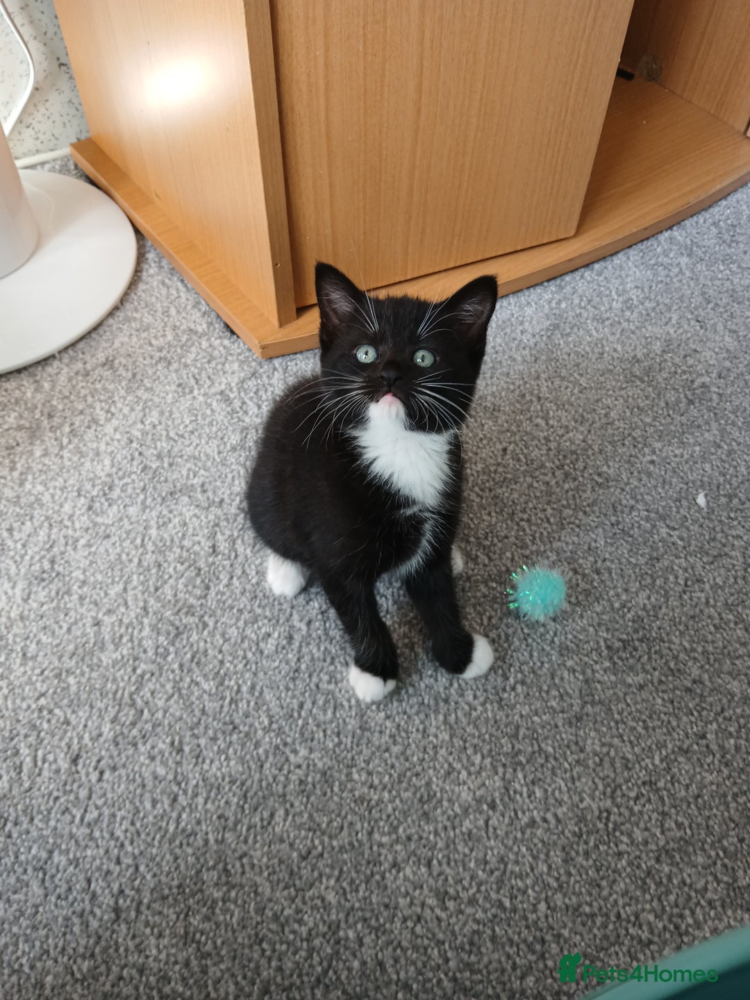 Mixed Breed cats for sale: Kittens  - Image 8