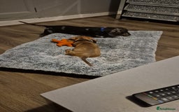 Miniature Dachshund dogs for sale: 2 Male Miniature Dachshunds  - Image 10