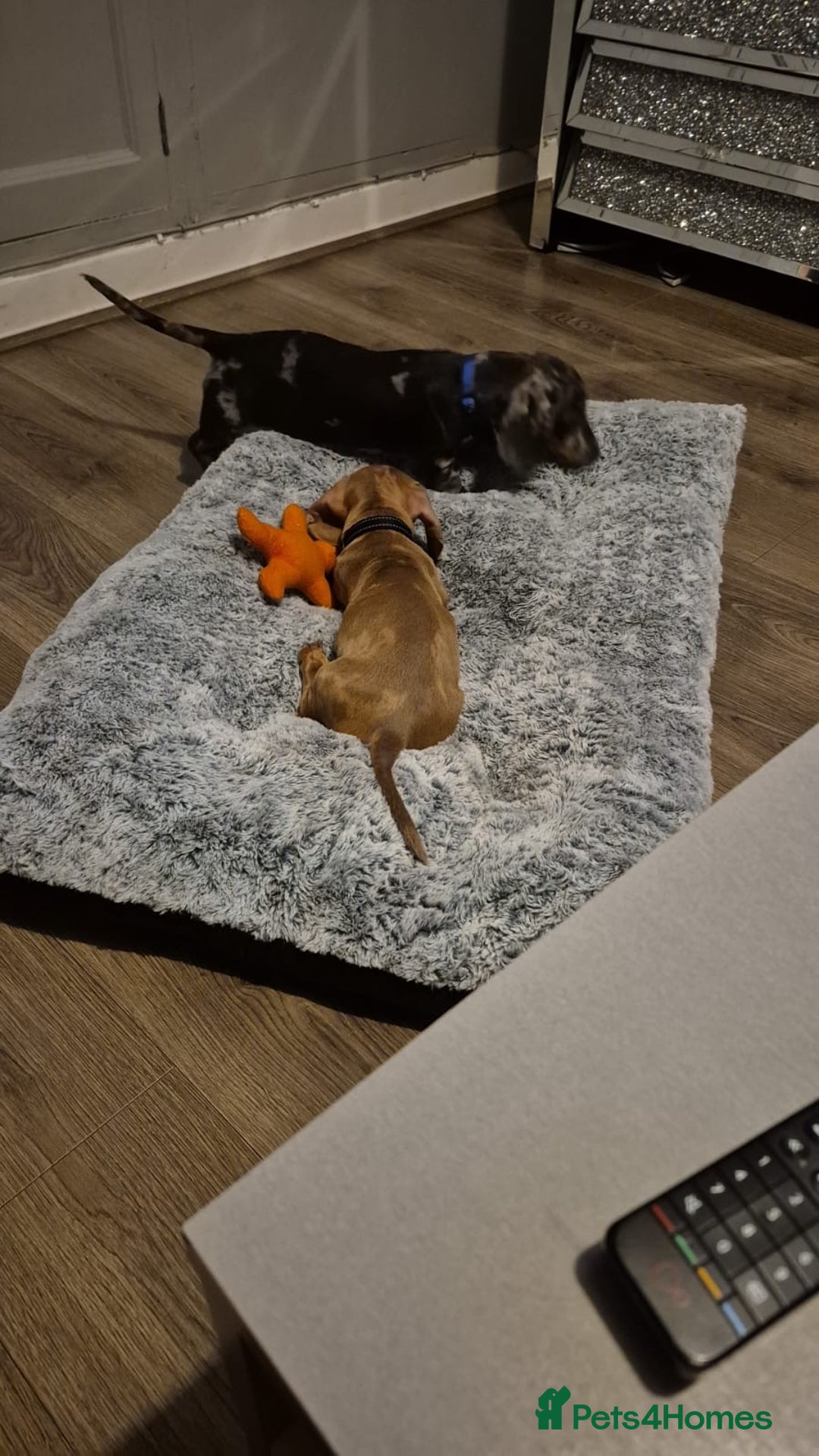 Miniature Dachshund dogs for sale: 2 Male Miniature Dachshunds  - Image 10