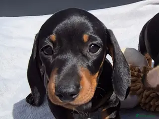 Miniature Dachshund dogs Last Stunning KC Reg, PRA Clear, girl ready now - Advert 6
