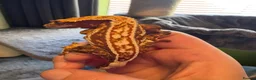Gecko reptiles for sale: Gecko’s for sale - Advert 2
