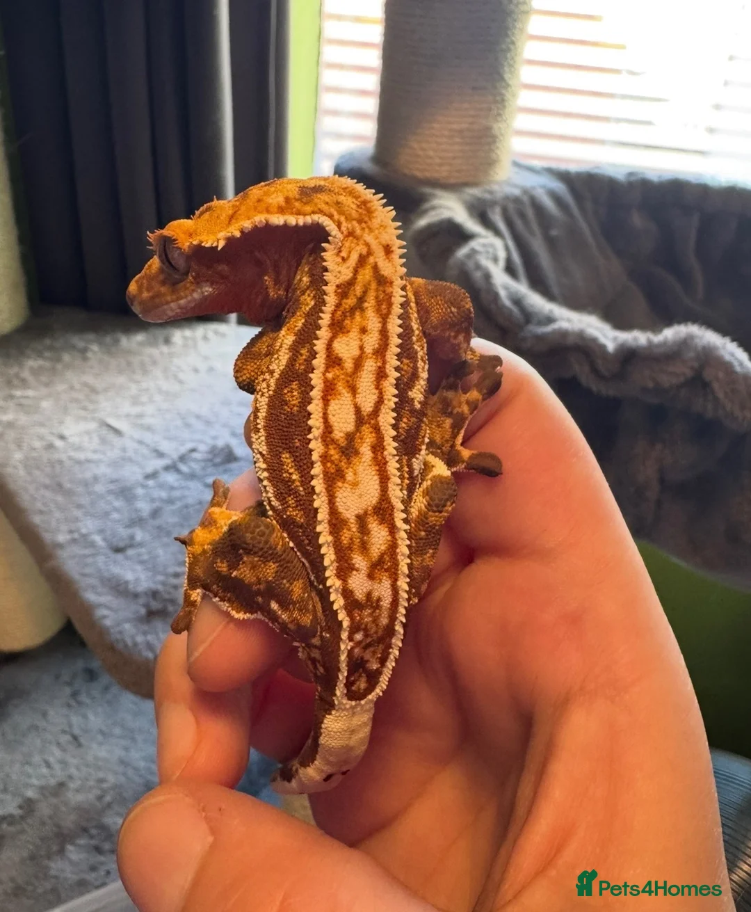 Gecko reptiles for sale: Gecko’s for sale - Advert 2
