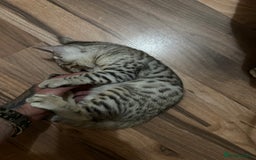 Mixed Breed cats for sale: Crossed BENGALS  - Image 31