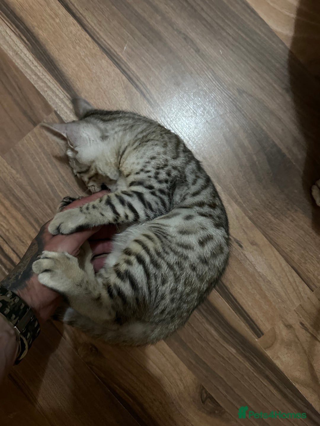 Mixed Breed cats for sale: Crossed BENGALS  - Image 31