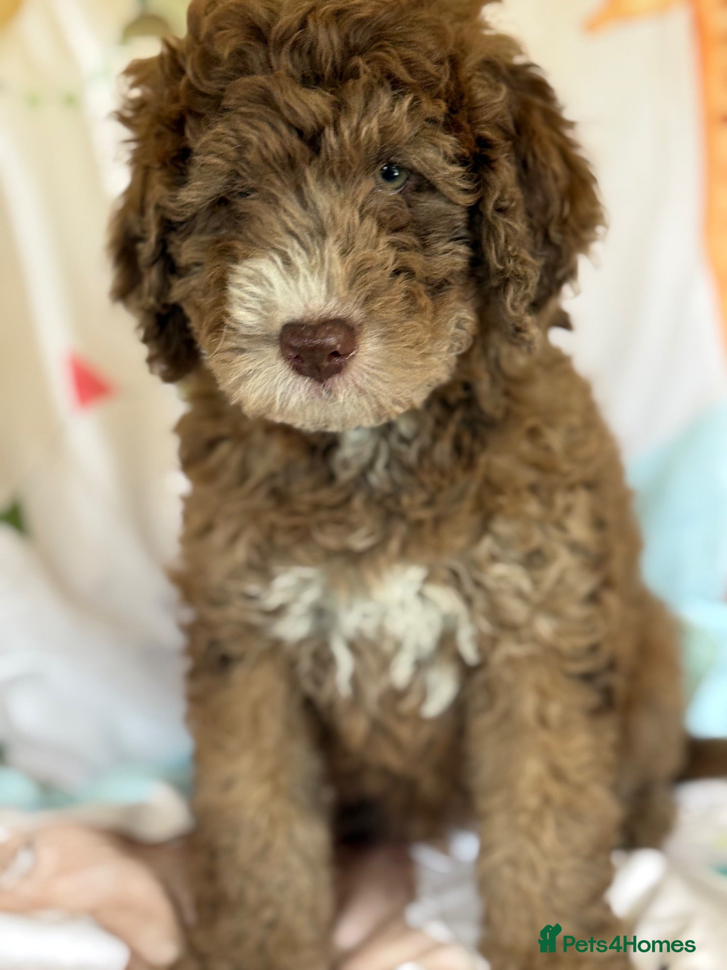 Bernedoodle dogs Beautiful Bernidoodles - Advert 2