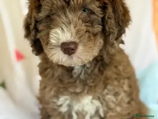 Bernedoodle dogs Beautiful Bernidoodles - Advert 2