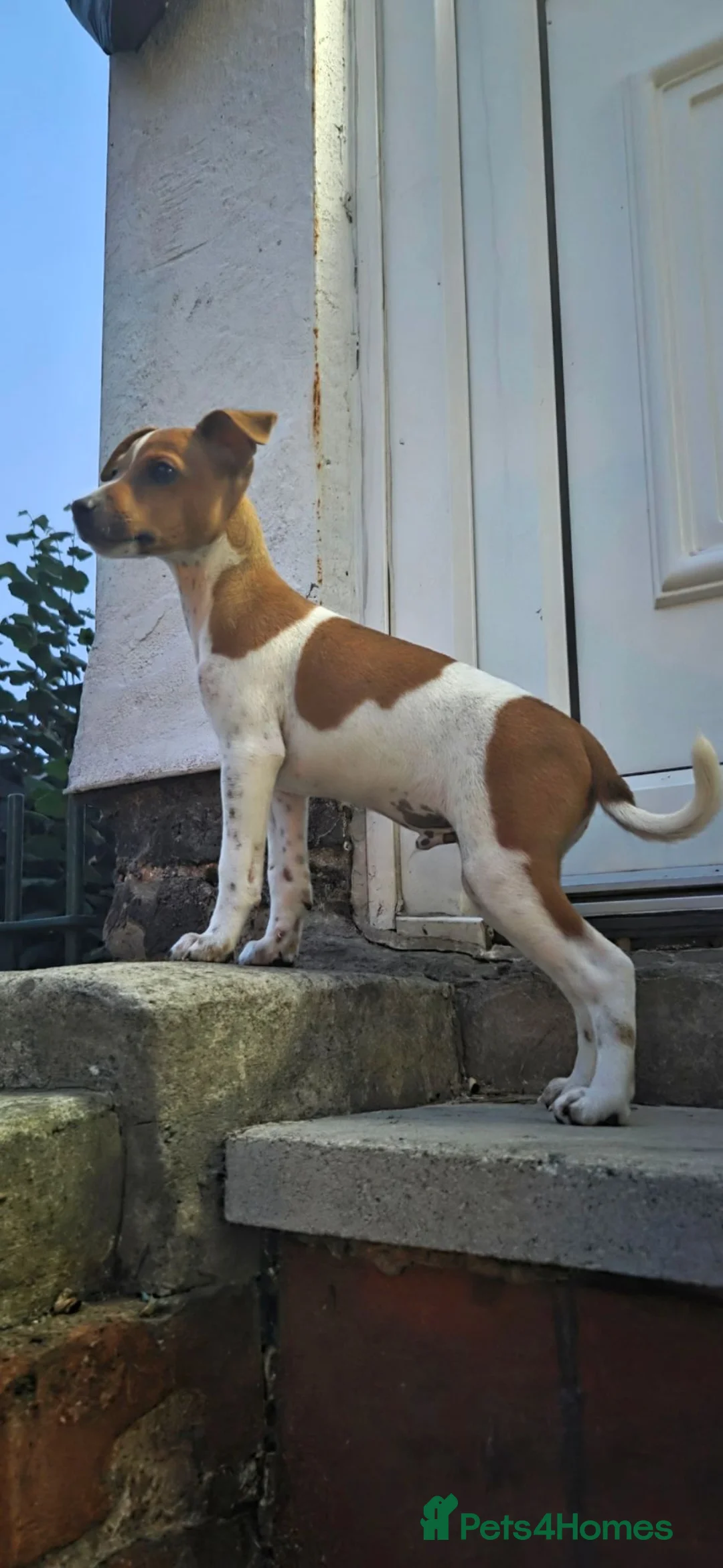 Mixed Breed dogs for sale: Male jack Russell  in Holywell - Advert 2