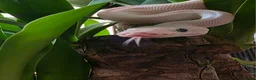 Python Snake reptiles for sale: Blue eyed Leucistic Juvenile  - Advert 6