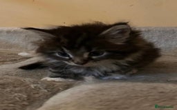 Maine Coon cats for sale: Maine coon kittens  - Image 17