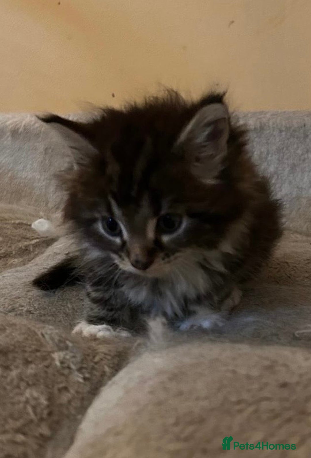 Maine Coon cats for sale: Maine coon kittens  - Image 17