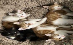 British Shorthair cats for sale: Bundle of joy  - Image 12