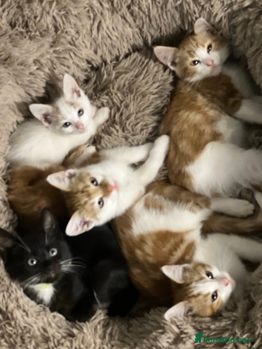 British Shorthair cats for sale: Bundle of joy  - Image 12