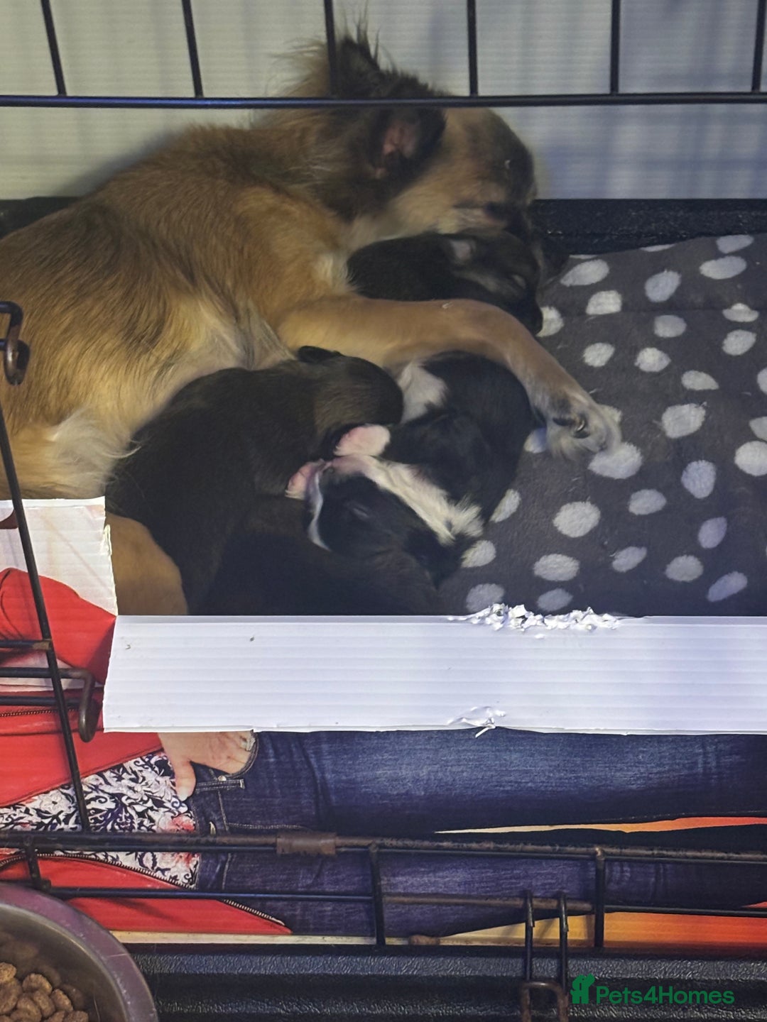 Chihuahua dogs for sale: Lovely long haired Chihuahua  - Advert 4