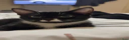 Mixed Breed cats for adoption: Sweet Kitten Pair - Your Yin & Yang - Advert 2