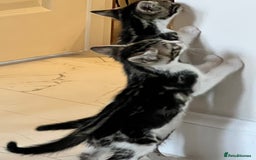 Bengal cats for sale: Bengal X Kittens - Image 11