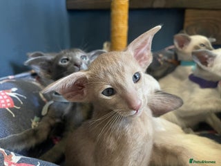 Siamese cats Lovely Siamese Kitten🩵❤️ - Advert 6