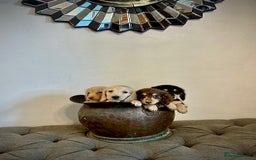 Miniature Dachshund dogs for sale: cream colour's KC miniture dachshund - Image 7
