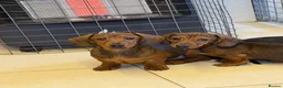 Dachshund dogs for sale: Beautiful miniature dachshund puppies - Advert 12