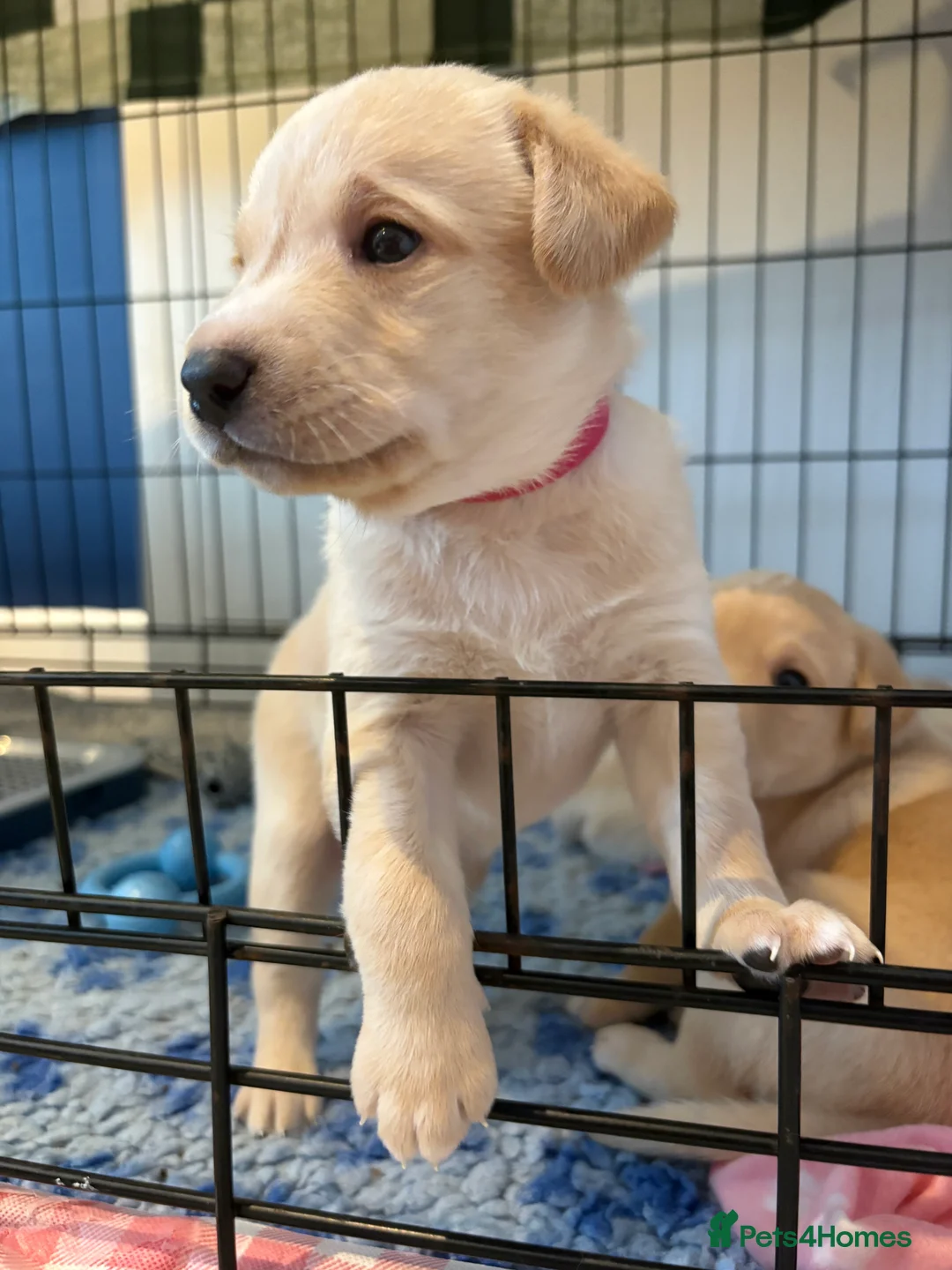 Labrador Retriever dogs for sale: Labrador Retriever Puppies 🐶  - Advert 23