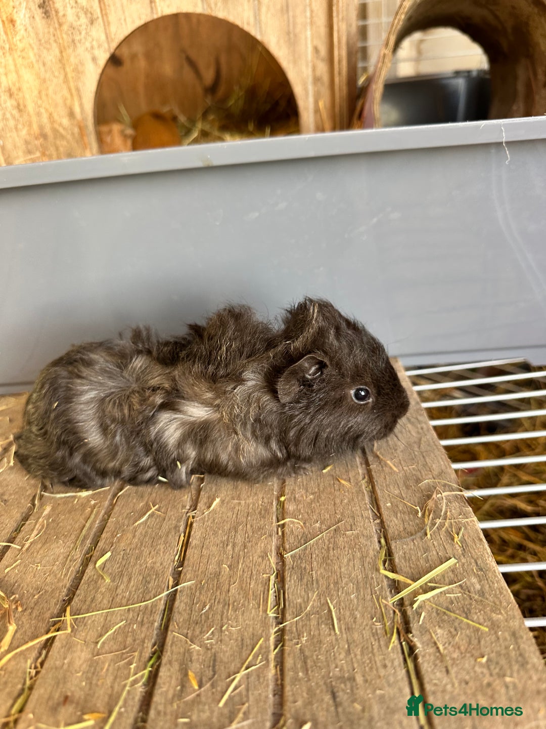 Guinea Pig rodents for sale: Baby boar - Advert 6