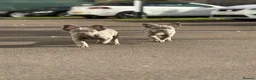 French Bulldog dogs for sale: Visual fluffy French bulldogs  - Advert 2