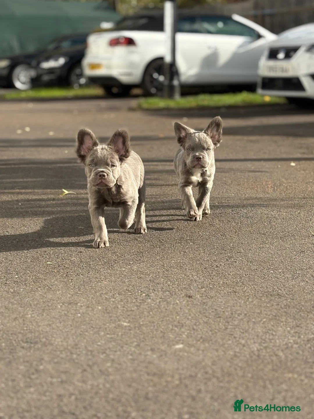 French Bulldog dogs for sale: Visual fluffy French bulldogs  - Advert 2