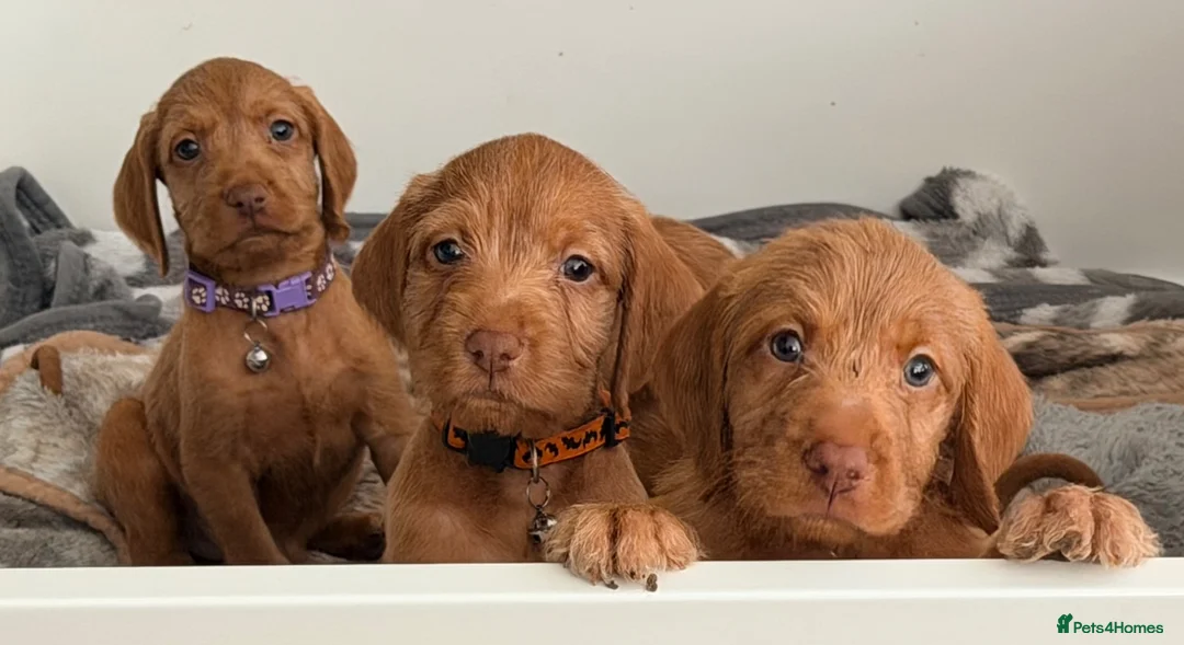 Hungarian Vizsla dogs for sale: Wirehaired Hungarian Vizsla 💕 - Advert 1