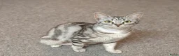 Mixed Breed cats for adoption: Female Cat for Adoption - Advert 6