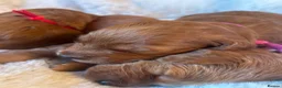 Goldendoodle dogs for sale: 🐾Lovely Fox Red F1 Mini Goldendoodles🐾 - Advert 4
