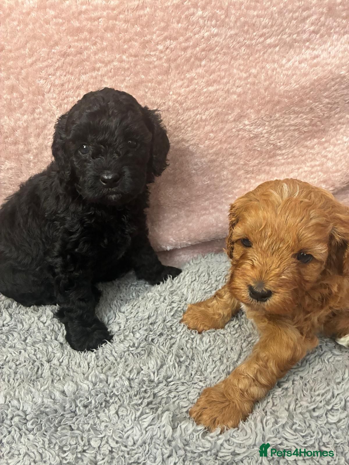 Cavapoo dogs Last baby girl  - Advert 16