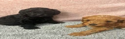 Cavapoo dogs for sale: Gorgeous cavapoo babies  - Advert 9