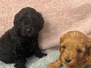 Cavapoo dogs Last baby girl - Advert 16