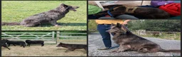 German Shepherd dogs for sale: KC health tested black & blue german shepherds - Advert 2