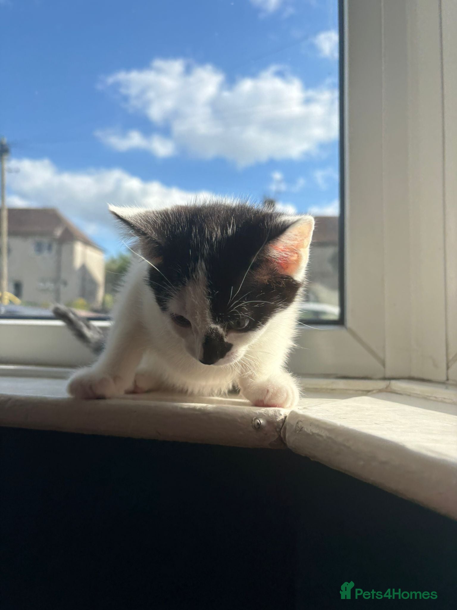 Mixed Breed cats 5 kittens for sale 14 weeks old - Advert 1