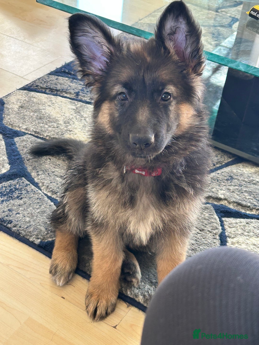 German Shepherd dogs for sale: German Shepard little girl - Advert 5