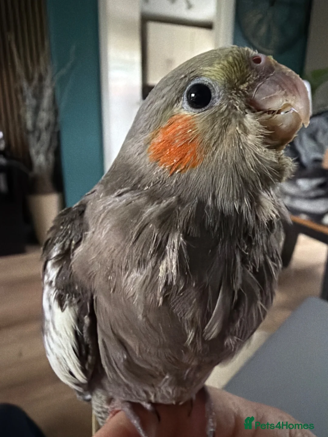 Cockatiels birds for sale: Male Handreared Young cockatiels for reserving  - Advert 1